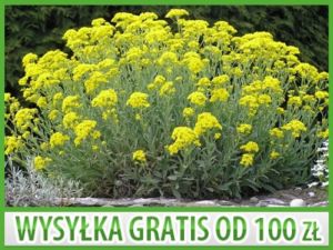 SMAGLICZKA SKALNA ŻÓŁTA - 0,5 GRAMA NASION