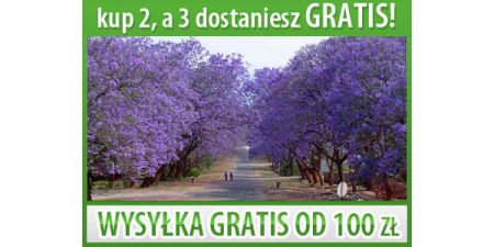 JAKARANDA MIMOZOLISTNA DRZEWO PALISADOWE 5 NASION