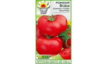 POMIDOR GRUNTOWY TYCZNY BRUTUS 180 NASION
