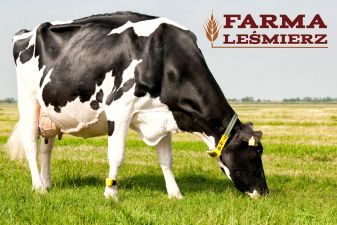 Aukcja/wyprzedaż - krowy HF hodowlane, jałówki cielne - Farma Leśmierz