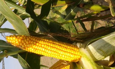 Nasiona kukurydzy na ziarno MAS22.R