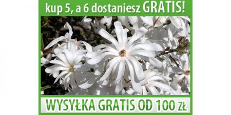 MAGNOLIA KOBUS - ŚNIEŻNO BIAŁE KWIATY - 5 NASION