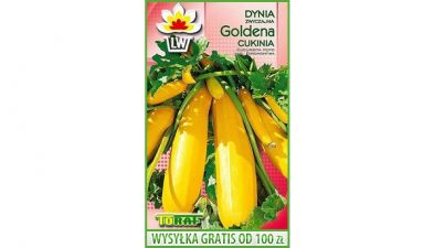 CUKINIA GOLDENA - DYNIA ZWYCZAJNA 15 NASION
