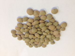 Soczewica zielona drobna EKO