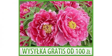 PIWONIA DRZEWIASTA PAEONIA SUFFRUTICOSA 4 NASIONA