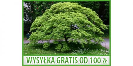 KLON PALMOWY ODMIANA ZIELONOLISTNA - 10 NASION