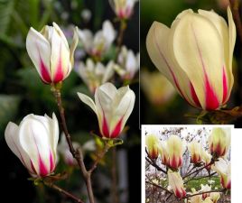 MAGNOLIA SUNRISE DWUBARWNA DUŻA ŁADNA SADZONKA