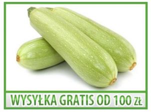 KABACZEK KVETA - DYNIA ZWYCZAJNA - 15 NASION