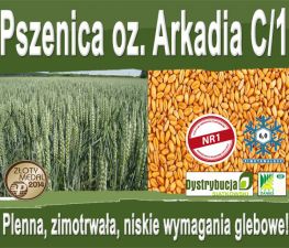 Kwalifikowane nasiona siewne pszenicy ozimej ARKADIA C/1