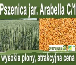 Kwalifikowane nasiona siewne pszenicy jarej ARABELLA C/1