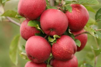 Szkółka Drzew Owocowych