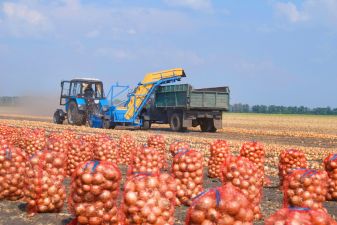 Ukraina. Ziemniaki 0,25 zl/kg, kapusta 0,40 zl/kg biala, czerwona, kwaszona.Grunty rolne pod warzye