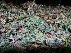 Susz konopie Cannabis Sativa CBD CBG THC full spektrum 5,43% materiał elitarny