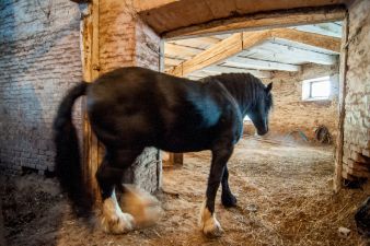 Ukraina. Ciezkie konie wlodzimierskie o duzej masie ciala w cenie zywca 3 zl/kg. Sprzedam, zamienie
