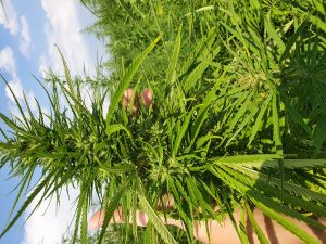 Konopie Cannabis Sativa CBD CBG THC full spektrum 4,57% wiecha 1kg