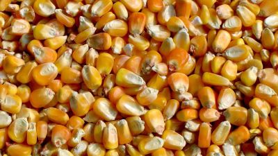 Kukurydza, 1000 ton, zbiory 2021, wyprodukowane na Ukrainie