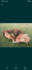 Owce Kameruny Barbadosy