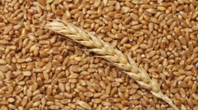 Firma polska skup / kupi ukraińską pszenicę z Ukrainy