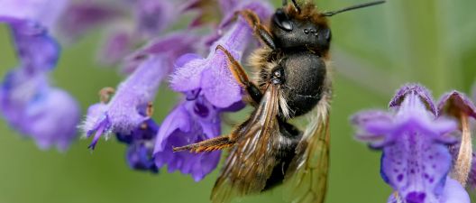 Pszczoła murarka ogrodowa - kokony - ZAPYLANIE UPRAW