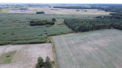 Grunty rolne: Polskie Łąki, plantacje wierzby