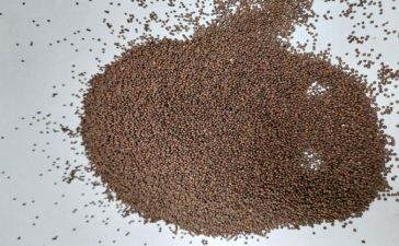 Sprzedam nasiona komonicy