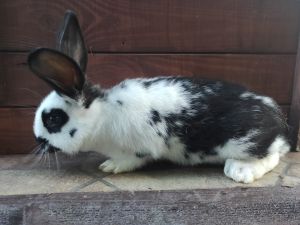 Sprzedam króliki