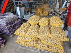 Ziemniaki sadzeniaki Soraya