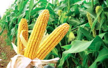 Nasiona kukurydzy KWS DKC SAATBAU IGP SYNGENTA SMOLICE i inne