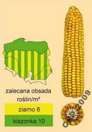 Nasiona kukurydzy San FAO 240