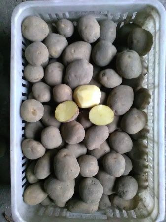 Ziemniaki jadalne Wineta