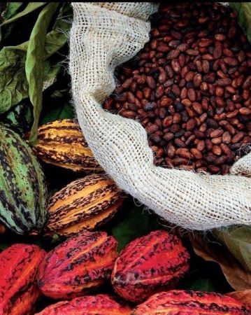 Sprzedajemy suszone na słońcu ziarna kakao / ziarna kawy