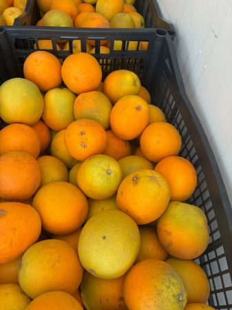 Pomarańcz Pomarańcza