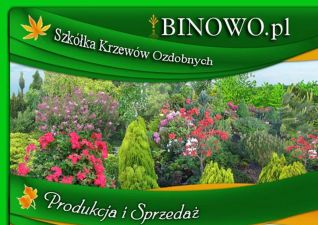 Szkółka Krzewów Ozdobnych Binowo Anna i Mirosław Grabowscy
