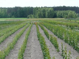 Szkółka Drzewek i Krzewów Owocowych Trojańczyk