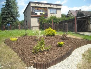 Szkółka krzewów KOSODRZEWINA Andrzej Skrzypek