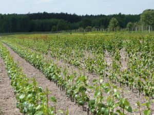 Szkółka Drzewek i Krzewów Owocowych Trojańczyk
