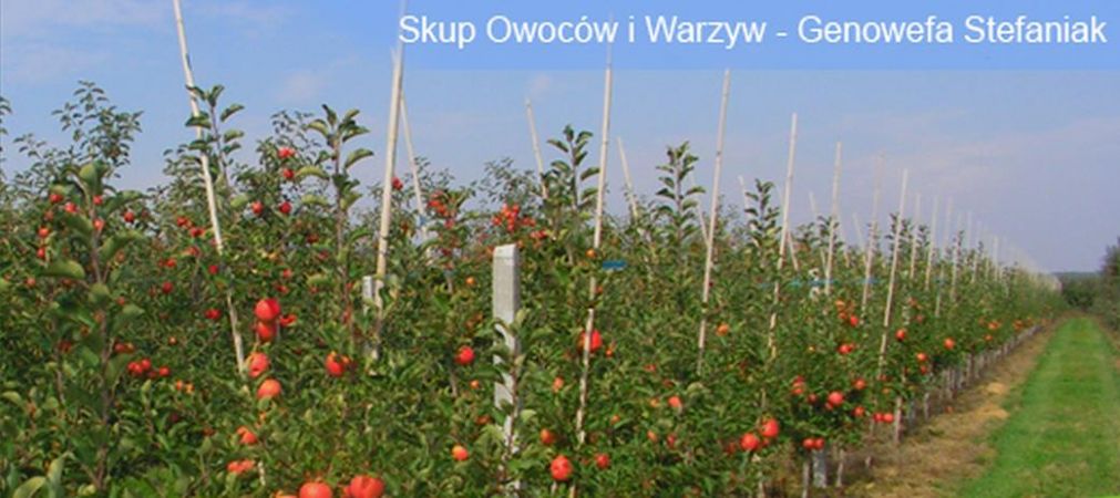 Skup Owoców i Warzyw Genowefa Stefaniak