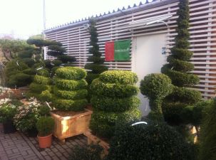 GREEN GARDEN - Szkółka Drzew i Krzewów Ozdobnych