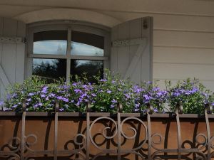 ACROCONA Szkółki Drzew i Krzewów Ozdobnych - Joanna Widaj