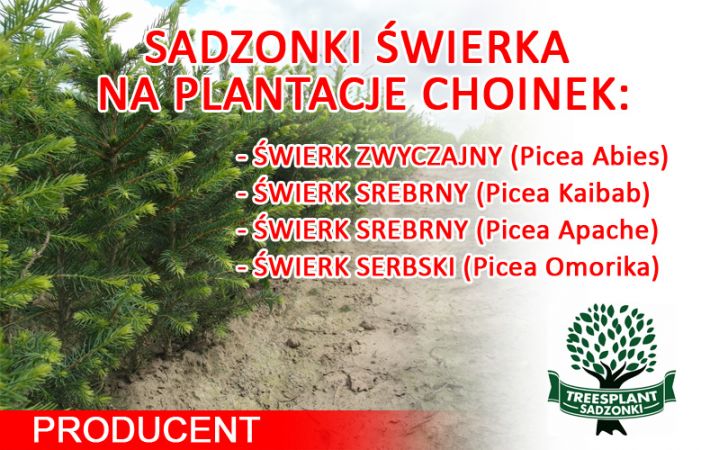 Treesplant Sadzonki świerka pospolitego i jodły kaukaskiej